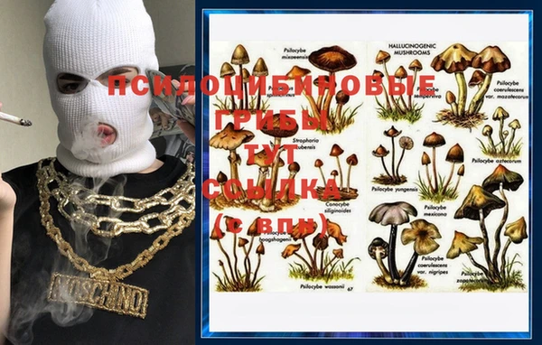 шишки Бородино